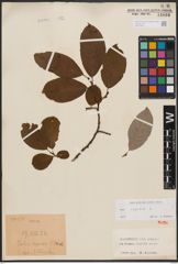 Foto von Salix caprea L.